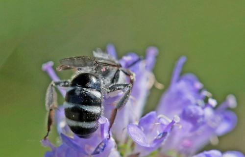 Réf. 266 146 : Lasioglossum sp.